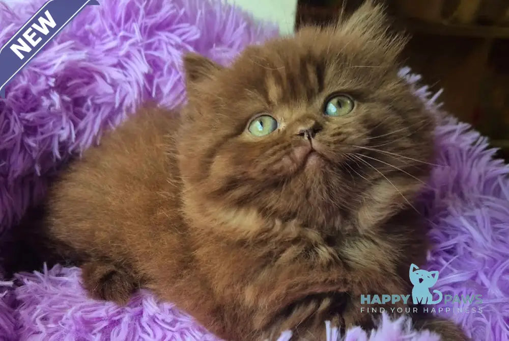 Barbi British Longhair female chocolate live animals