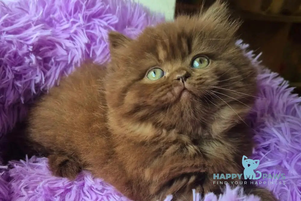 Barbi British Longhair female chocolate live animals