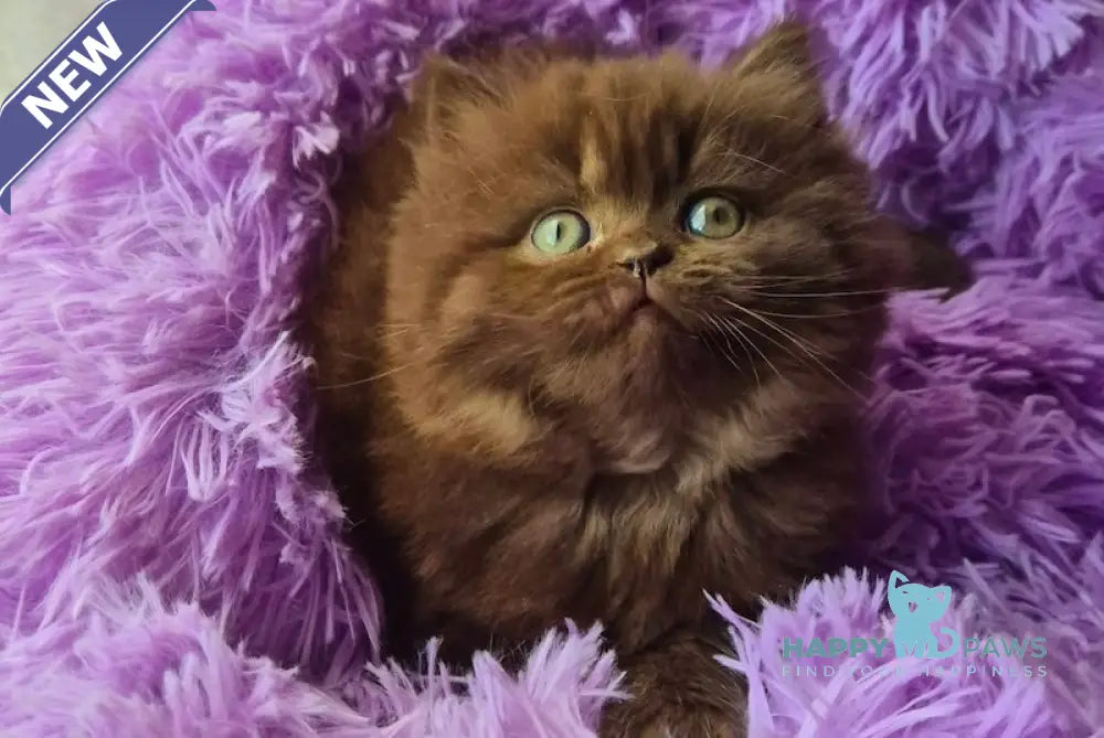 Barbi British Longhair female chocolate live animals