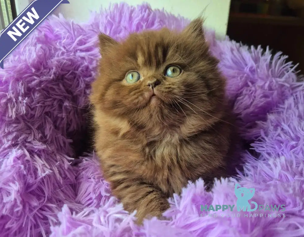 Barbi British Longhair female chocolate live animals