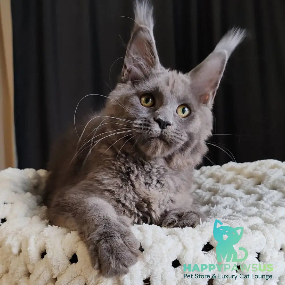 Barbi Maine Coon female blue - live animals