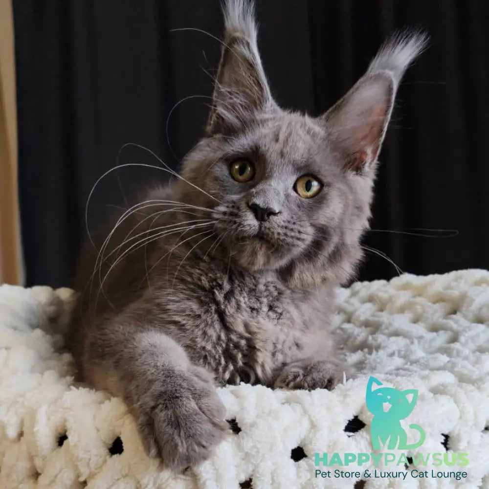 Barbi Maine Coon female blue - live animals