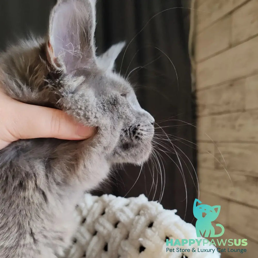 Barbi Maine Coon female blue - live animals