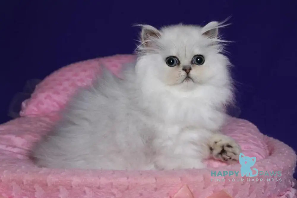 Barbi Persian female black silver shaded live animals