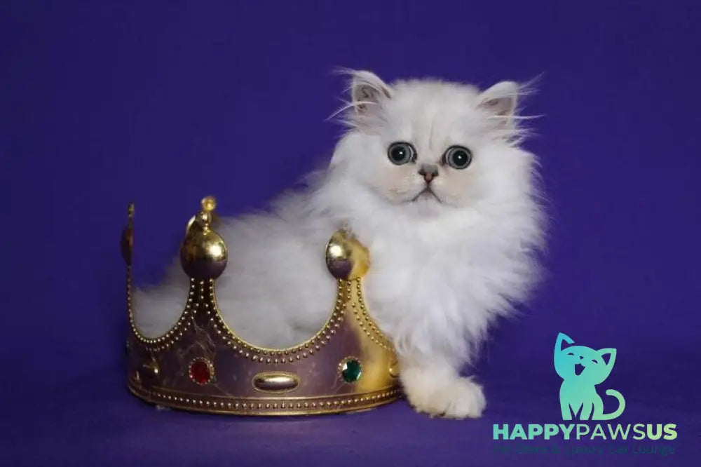 Barbi Persian female black silver shaded live animals
