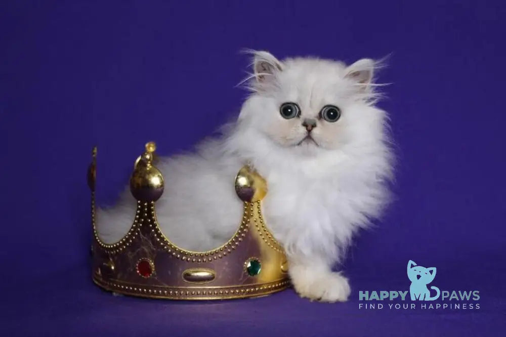 Barbi Persian female black silver shaded live animals