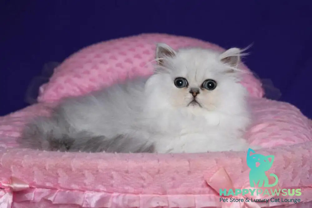 Barbi Persian female black silver shaded live animals