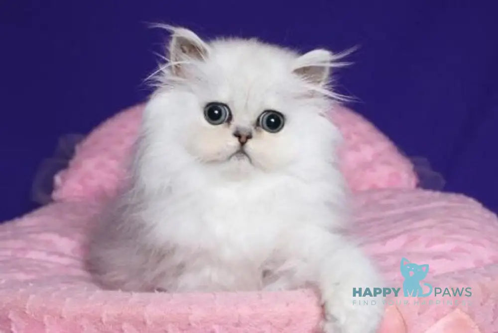 Barbi Persian female black silver shaded live animals