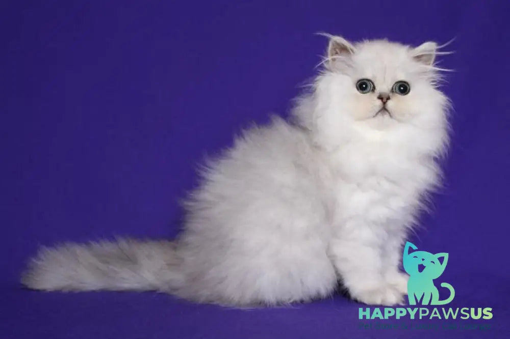 Barbi Persian female black silver shaded live animals