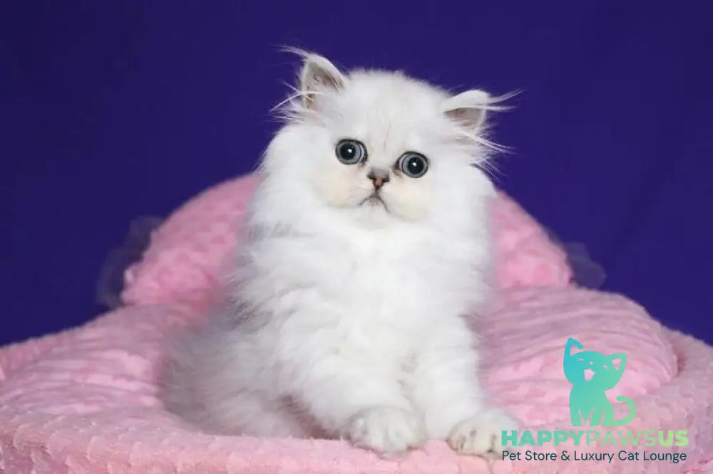 Barbi Persian female black silver shaded live animals