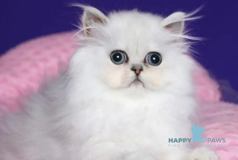 Barbi Persian female black silver shaded live animals