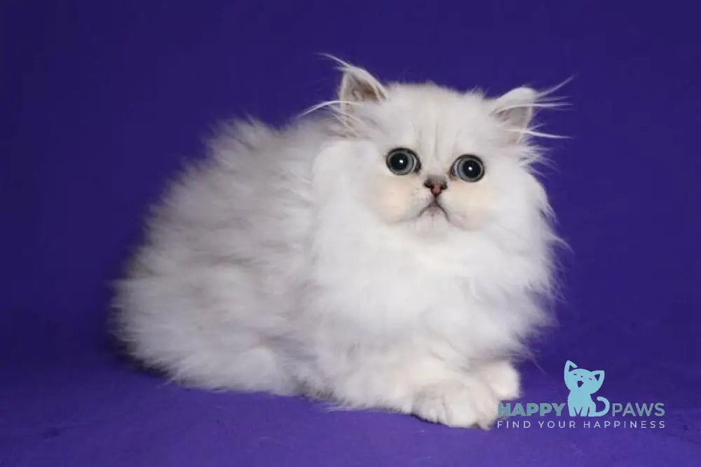 Barbi Persian female black silver shaded live animals