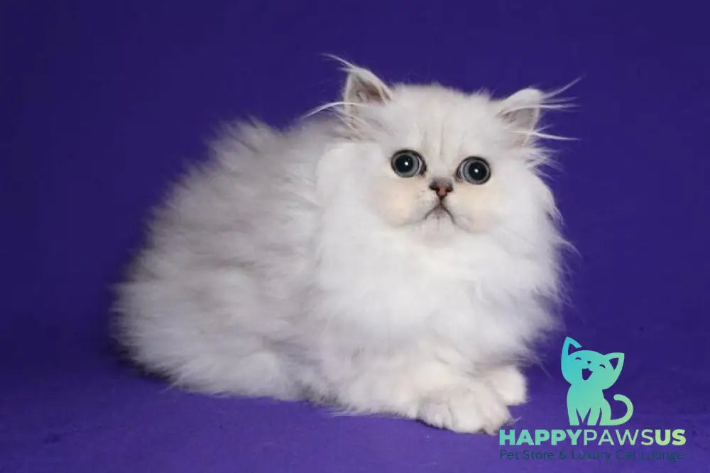 Barbi Persian female black silver shaded live animals