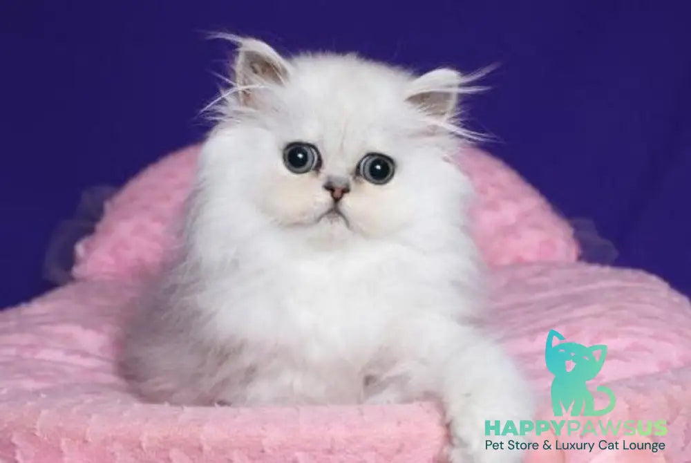 Barbi Persian female black silver shaded live animals