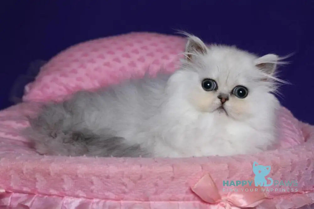 Barbi Persian female black silver shaded live animals