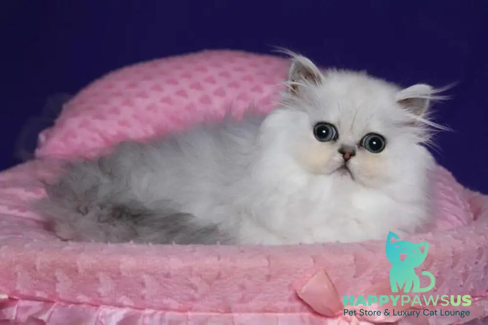 Barbi Persian female black silver shaded live animals