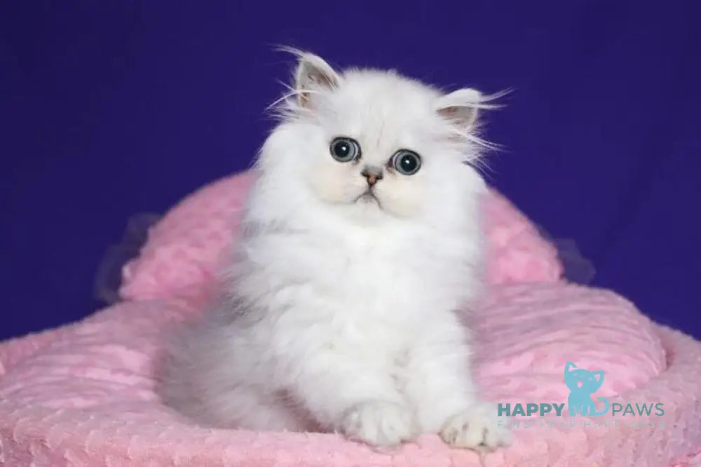 Barbi Persian female black silver shaded live animals