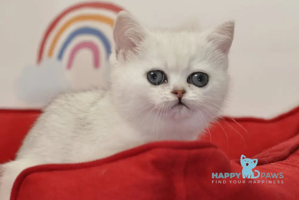 Barbie British Shorthair female black silver shaded live animals