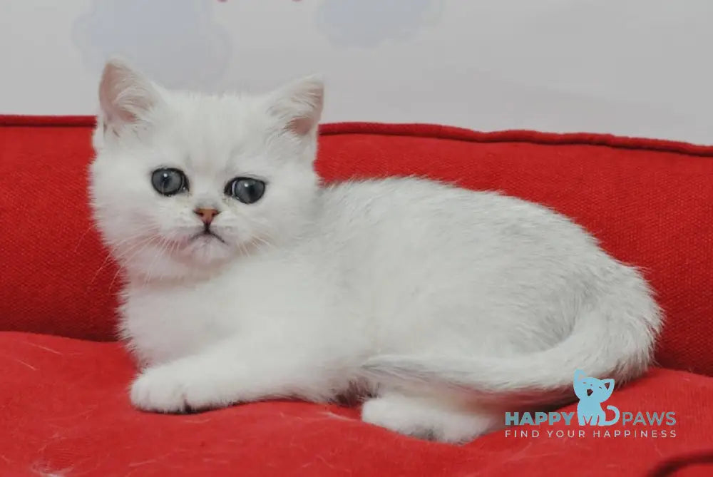 Barbie British Shorthair female black silver shaded live animals