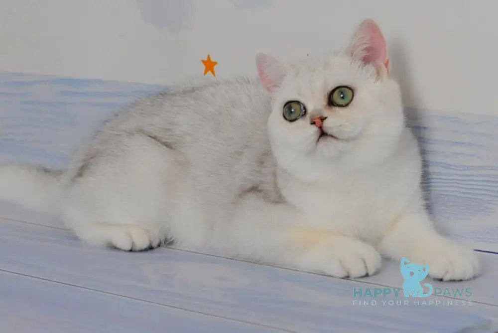 Barbie British Shorthair female black silver shaded live animals