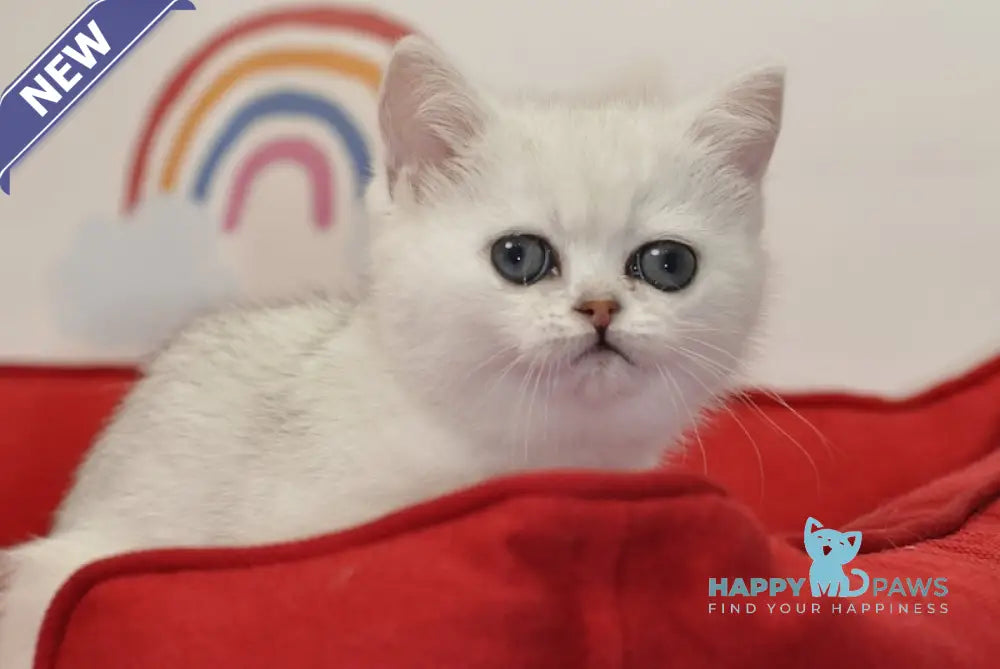 Barbie British Shorthair female black silver shaded live animals