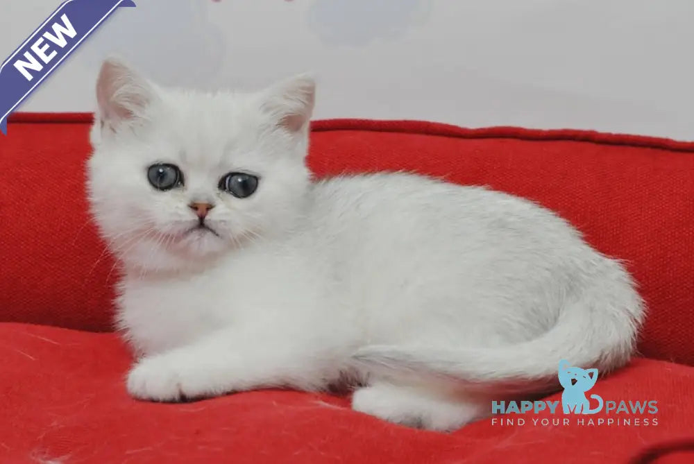 Barbie British Shorthair female black silver shaded live animals