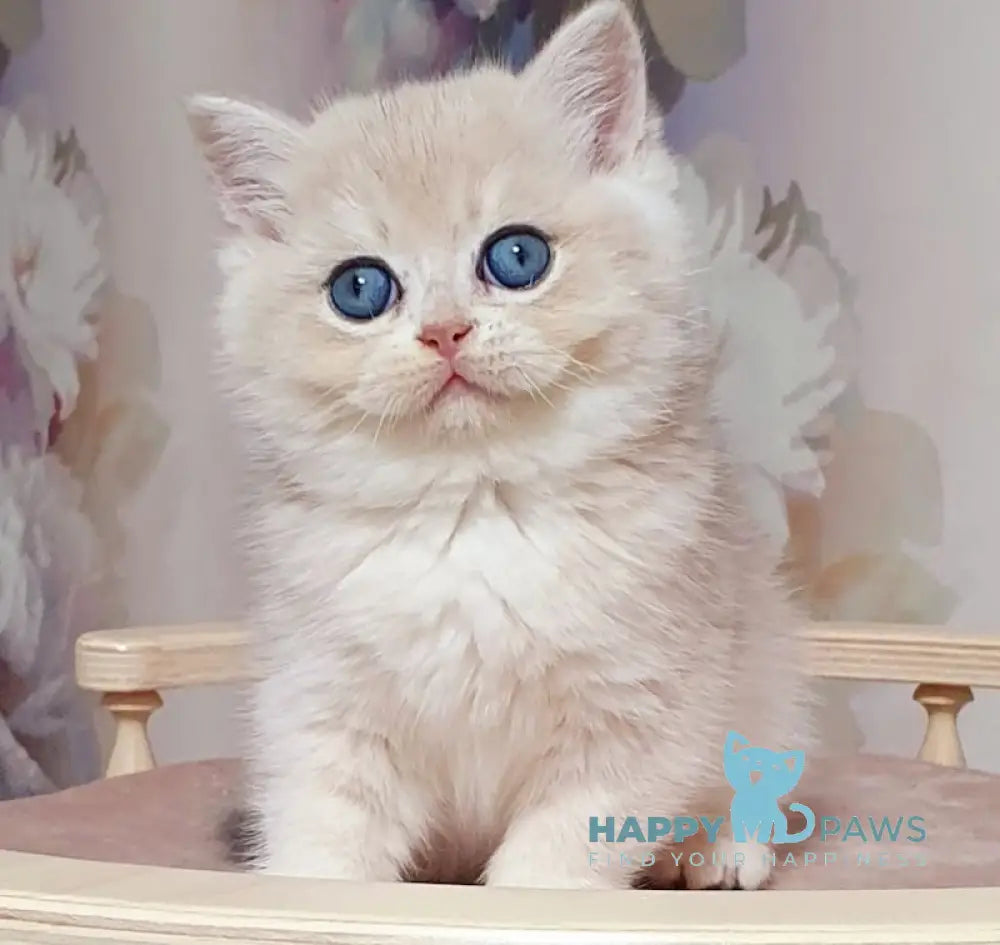 Barbie British Shorthair female blue golden chinchilla live animals