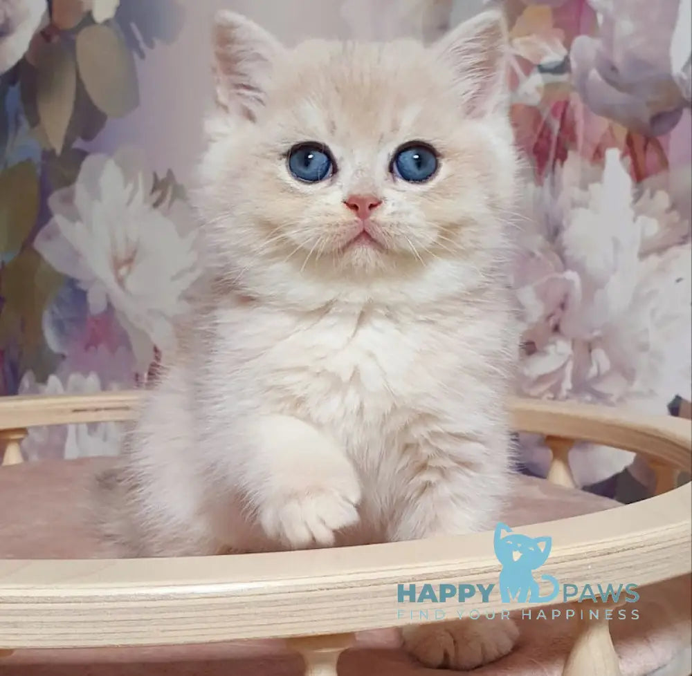 Barbie British Shorthair female blue golden chinchilla live animals