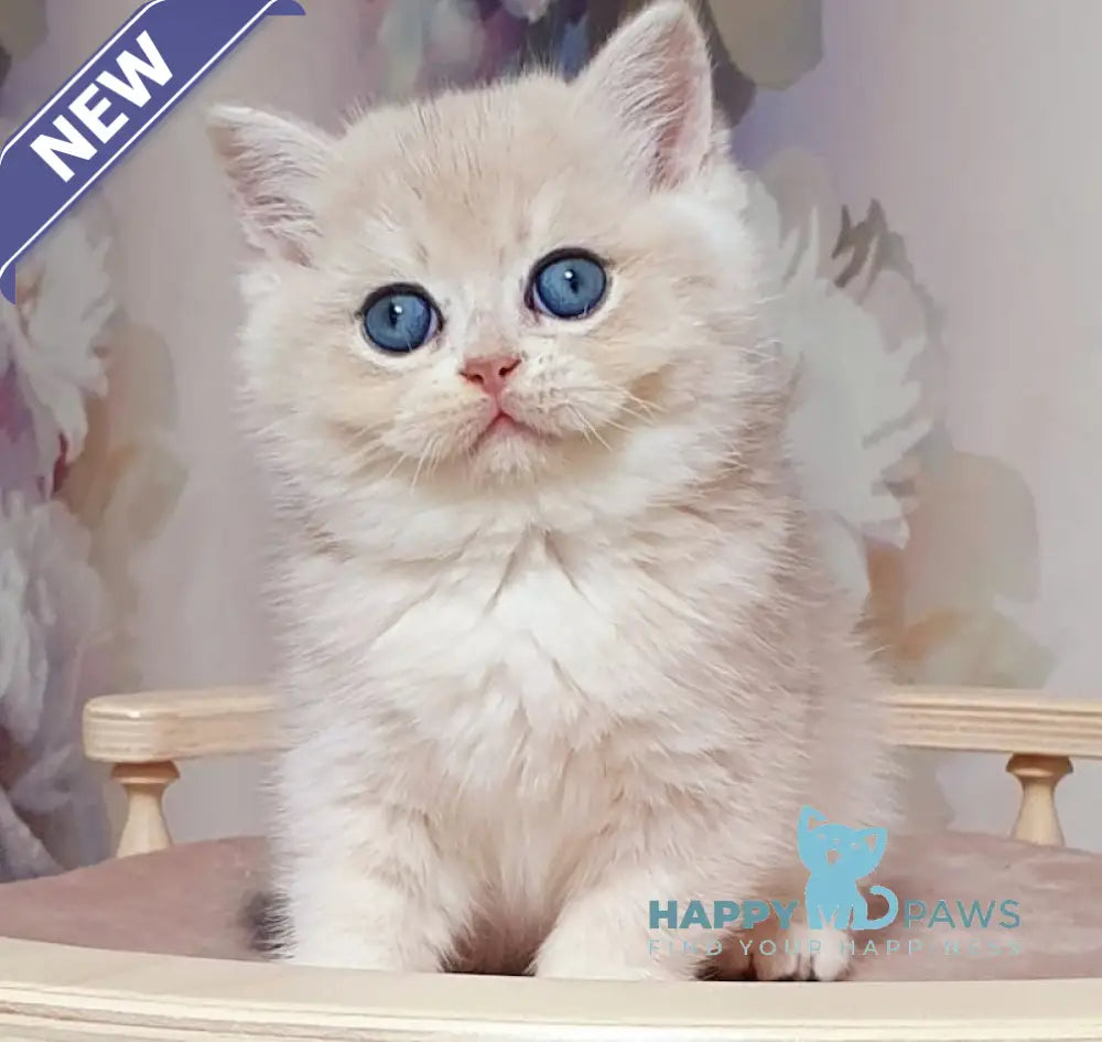 Barbie British Shorthair female blue golden chinchilla live animals