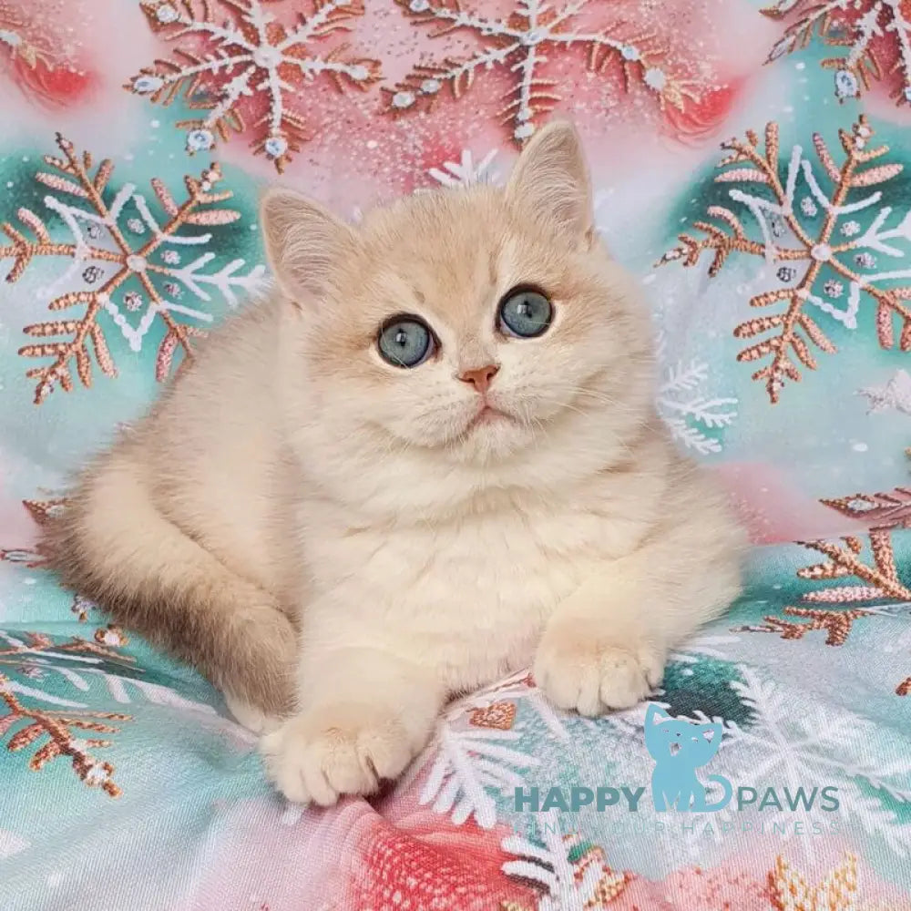 Barbie British Shorthair female blue golden chinchilla live animals