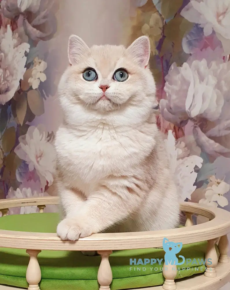 Barbie British Shorthair female blue golden chinchilla live animals