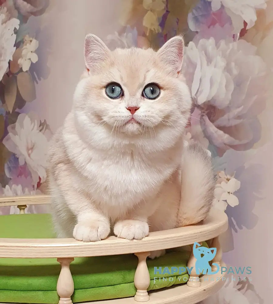 Barbie British Shorthair female blue golden chinchilla live animals