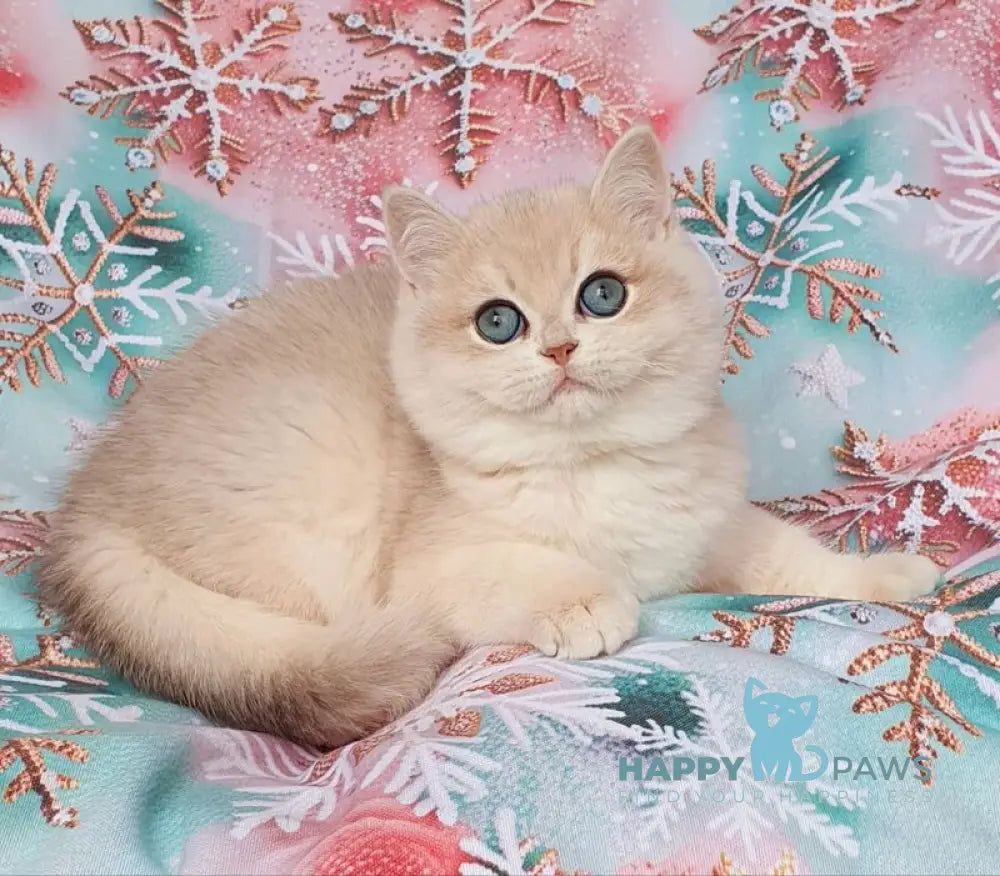 Barbie British Shorthair female blue golden chinchilla live animals