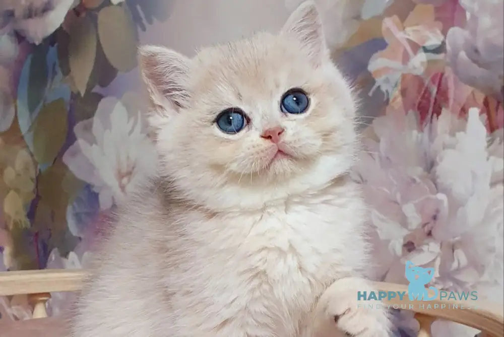 Barbie British Shorthair female blue golden chinchilla live animals