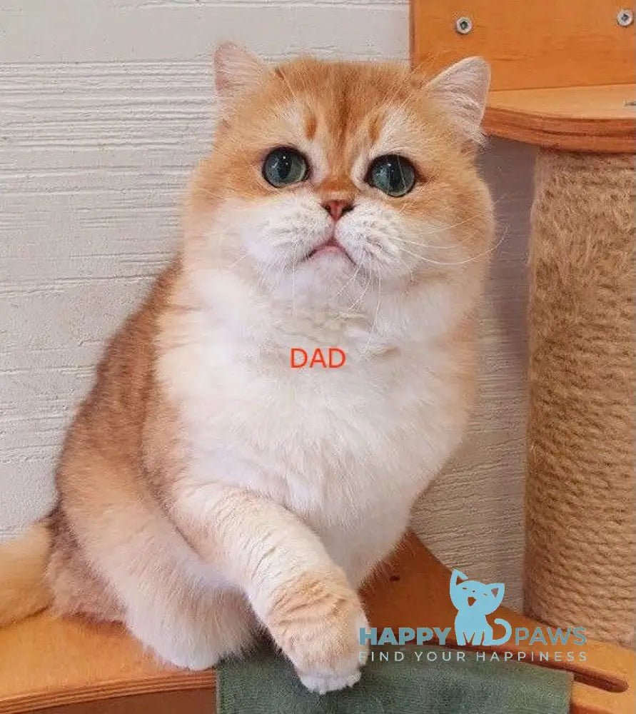 Barbie British Shorthair female blue golden chinchilla live animals