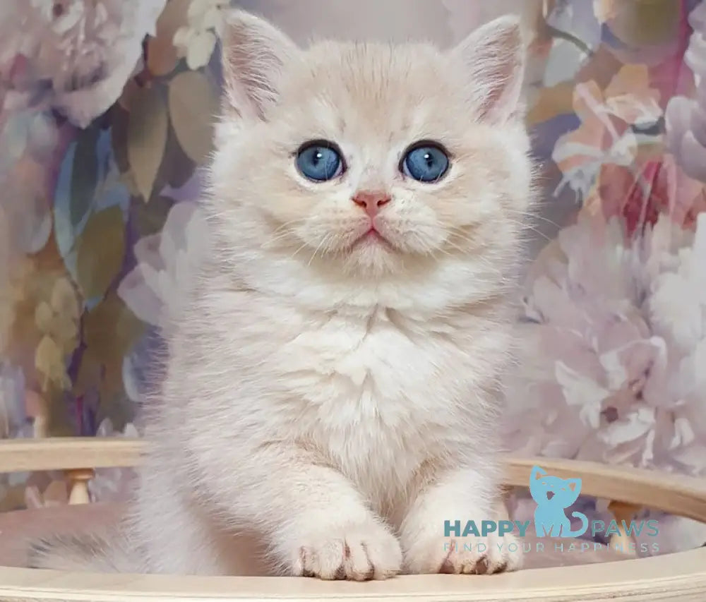 Barbie British Shorthair female blue golden chinchilla live animals
