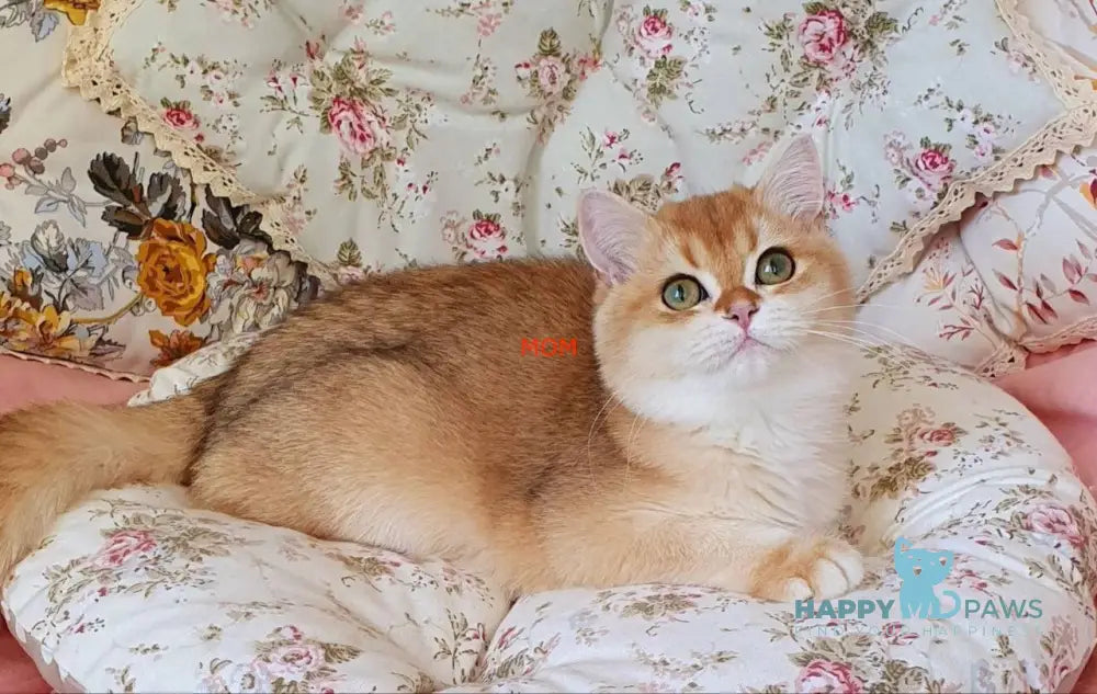 Barbie British Shorthair female blue golden chinchilla live animals