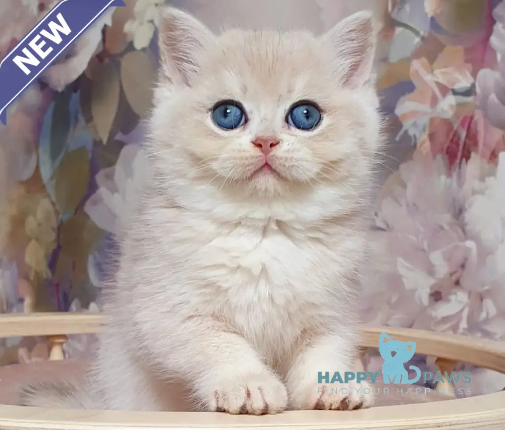 Barbie British Shorthair female blue golden chinchilla live animals