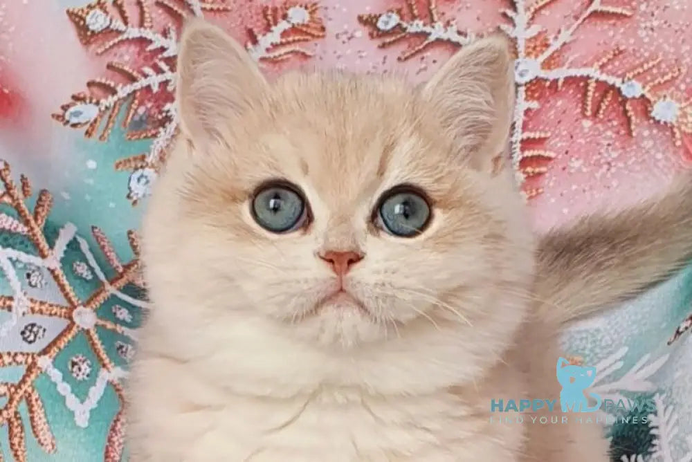 Barbie British Shorthair female blue golden chinchilla live animals