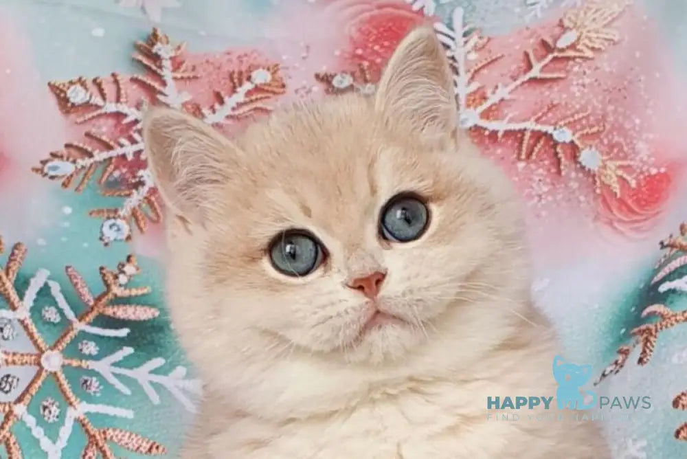 Barbie British Shorthair female blue golden chinchilla live animals