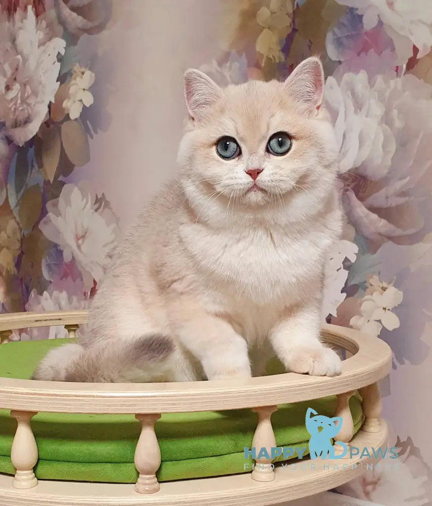 Barbie British Shorthair female blue golden chinchilla live animals