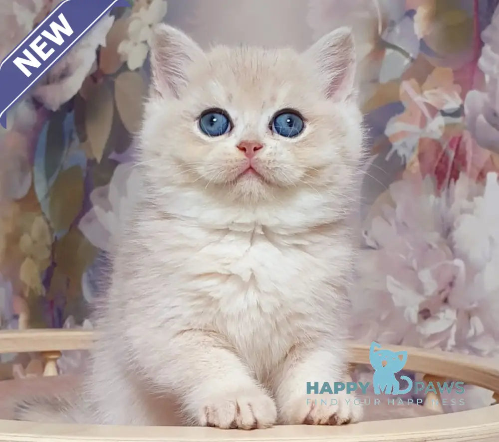 Barbie British Shorthair female blue golden chinchilla live animals