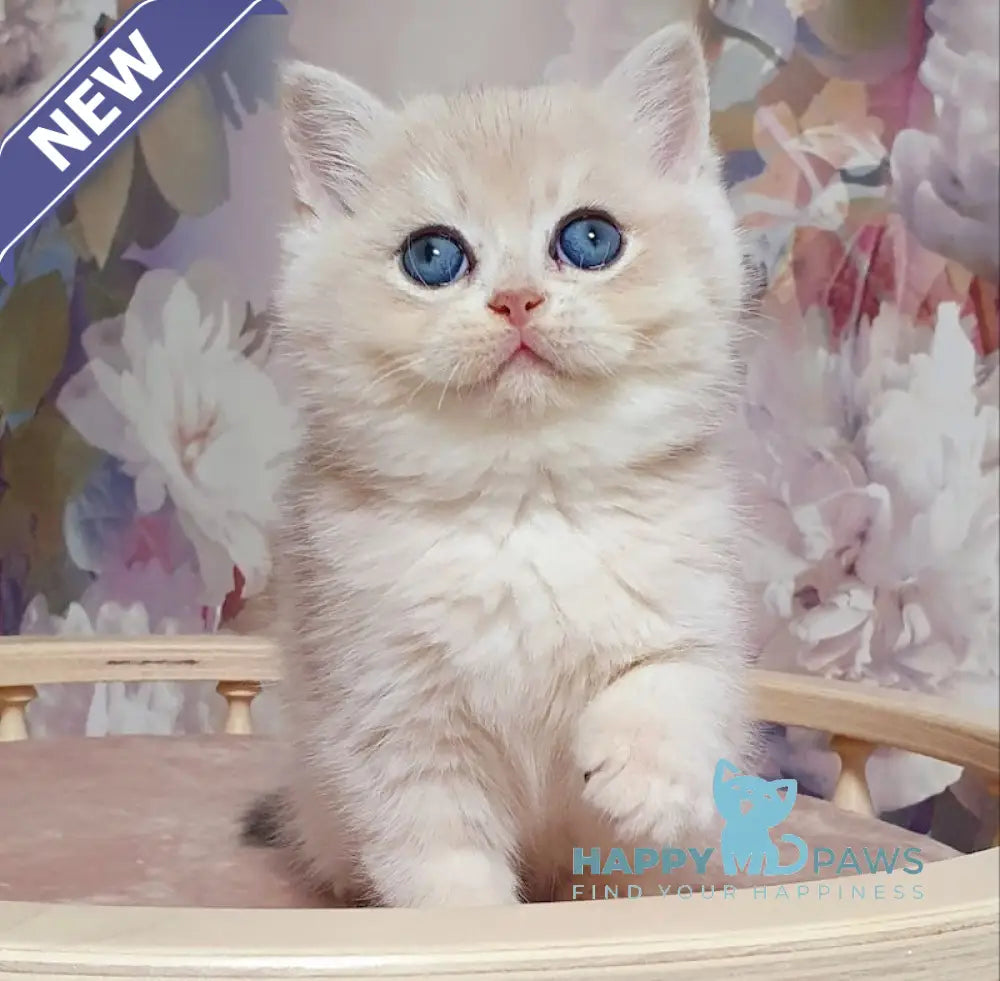 Barbie British Shorthair female blue golden chinchilla live animals