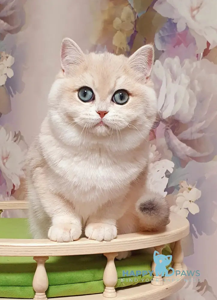 Barbie British Shorthair female blue golden chinchilla live animals