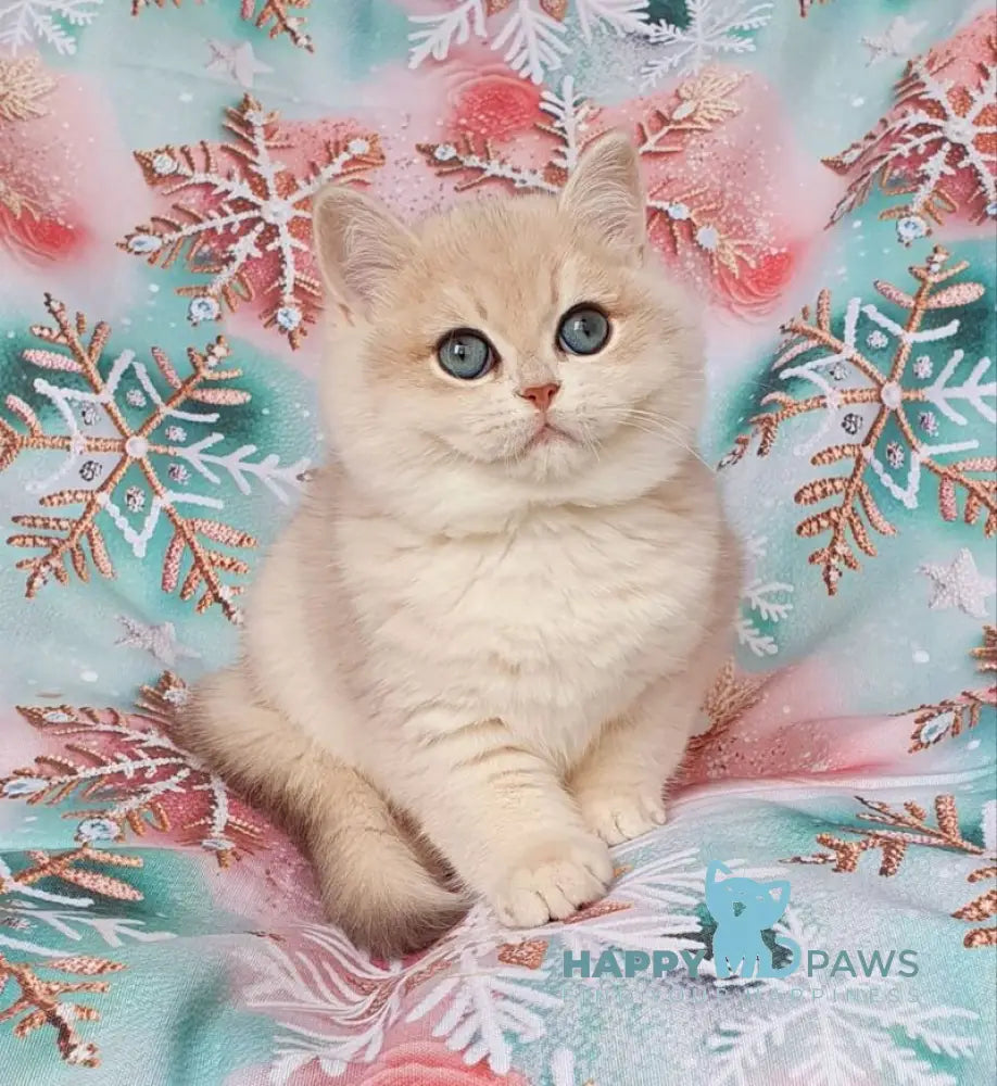 Barbie British Shorthair female blue golden chinchilla live animals