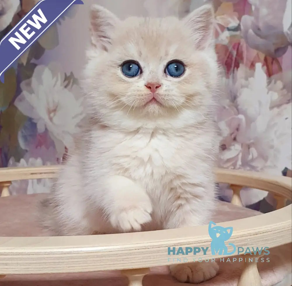 Barbie British Shorthair female blue golden chinchilla live animals