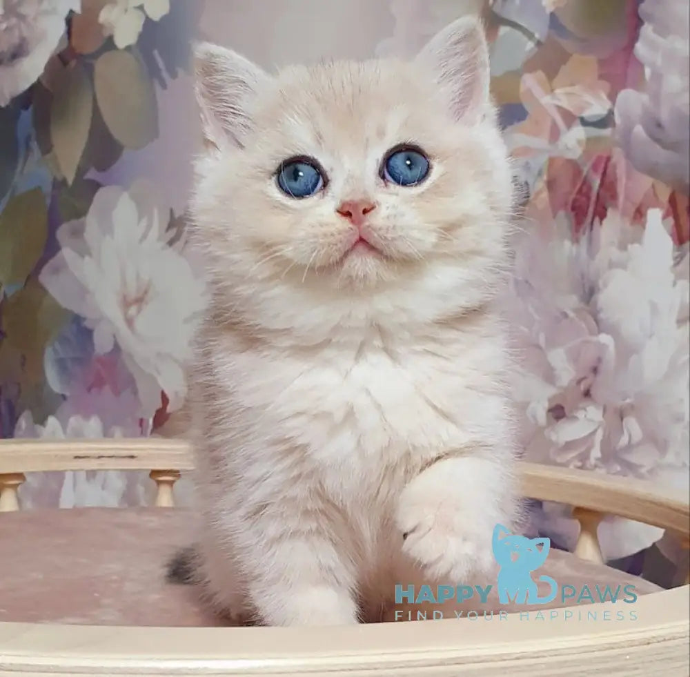 Barbie British Shorthair female blue golden chinchilla live animals