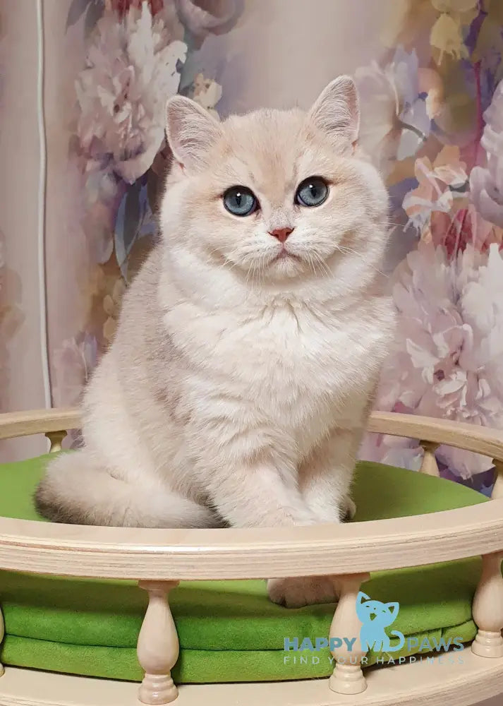 Barbie British Shorthair female blue golden chinchilla live animals