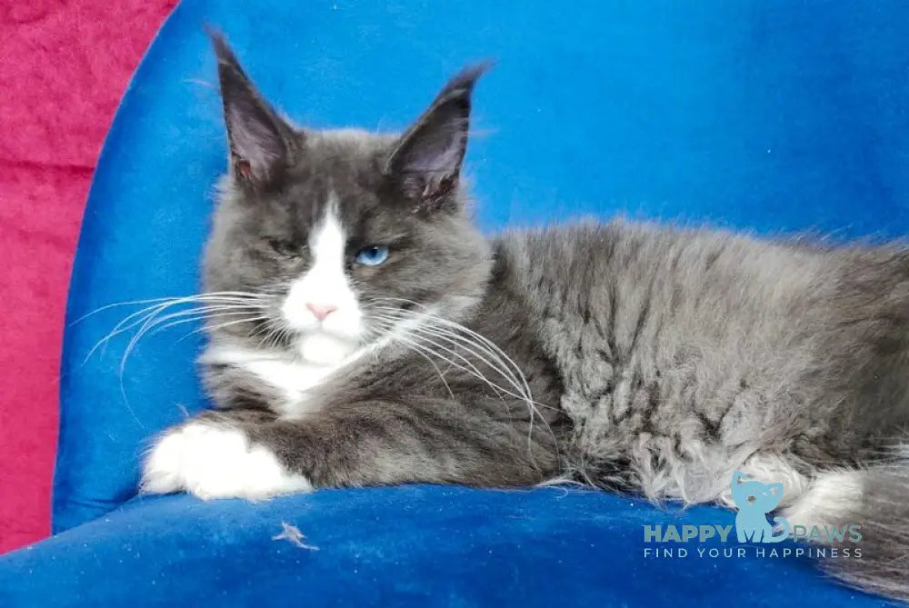 Barbie Maine Coon female blue bicolour live animals