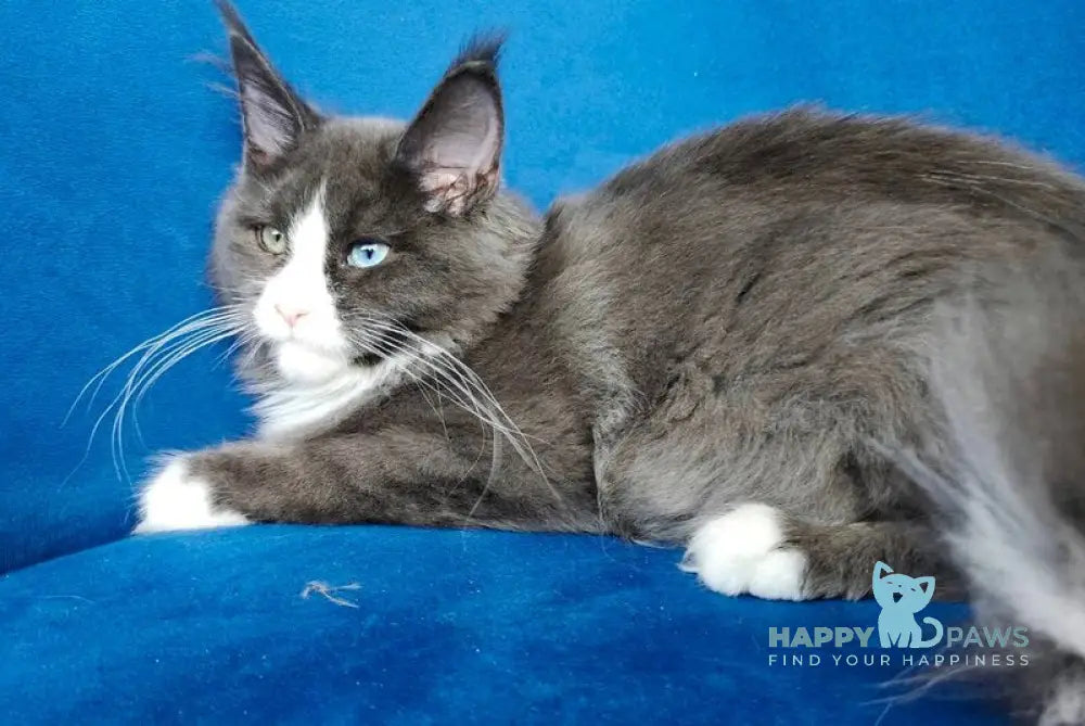 Barbie Maine Coon female blue bicolour live animals
